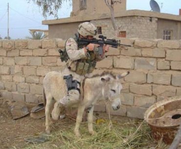 cute_pics-funny_pictures_of_animals-3759_1880_donkey-sniper.jpg